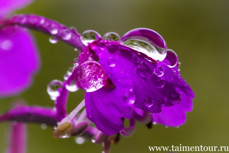 Цветы в росе