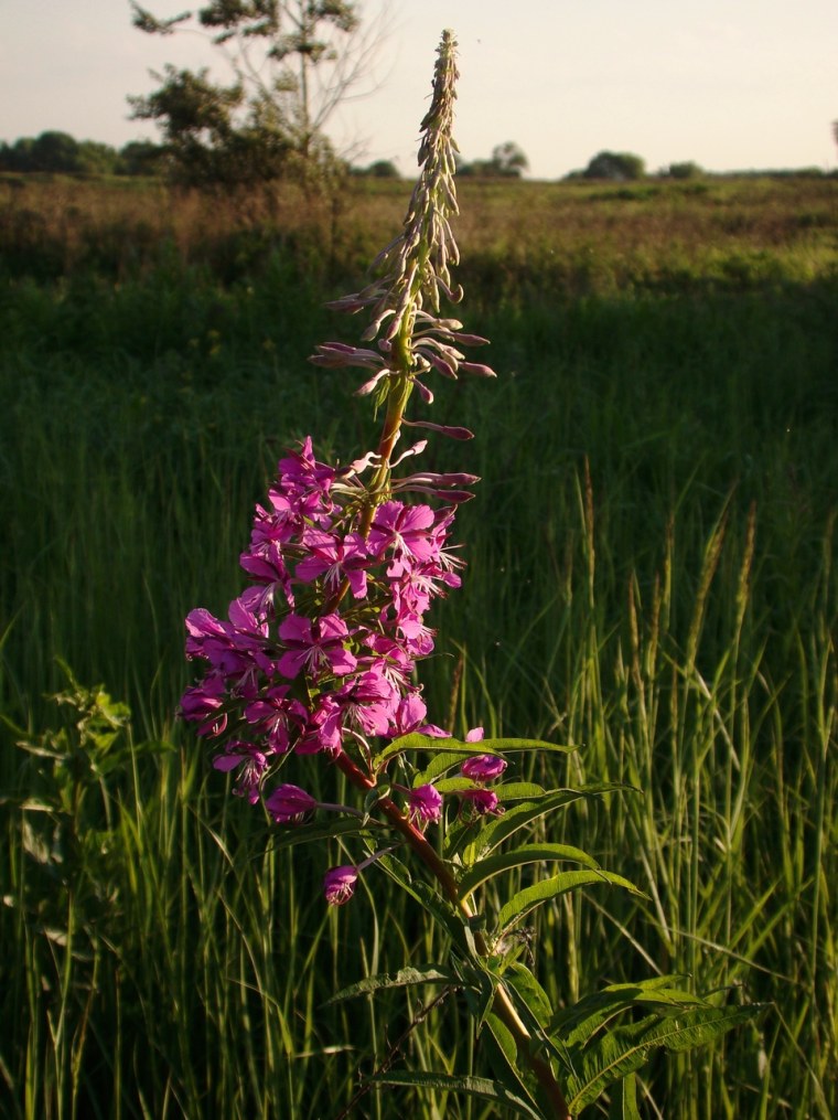 Иван чай "весенний"