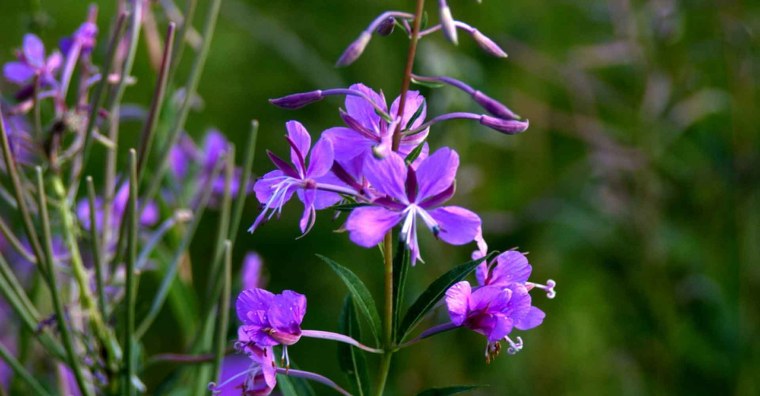 Кипрей узколистный Иван-чай