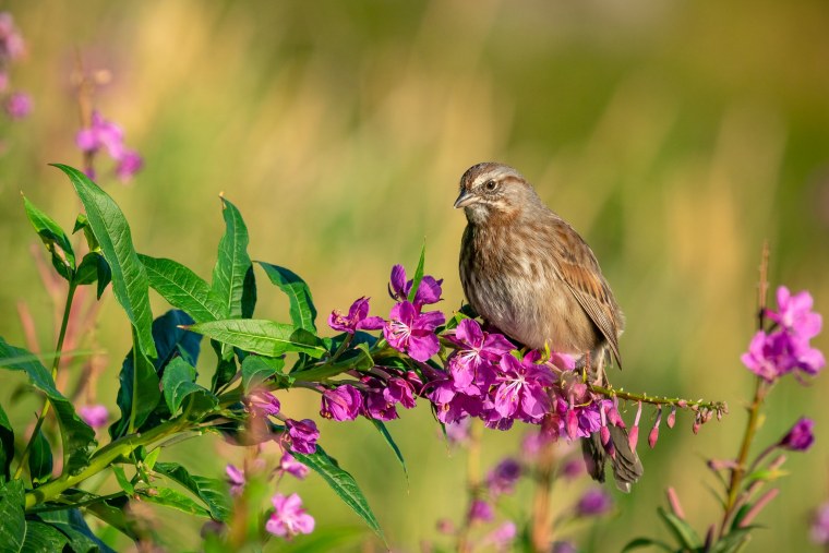 Иван-чай узколистный