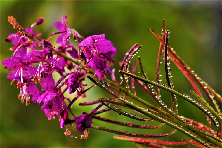 Иван-чай (кипрей)