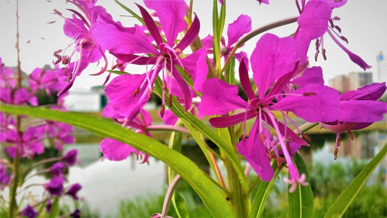 Кипрей узколистный Иван-чай