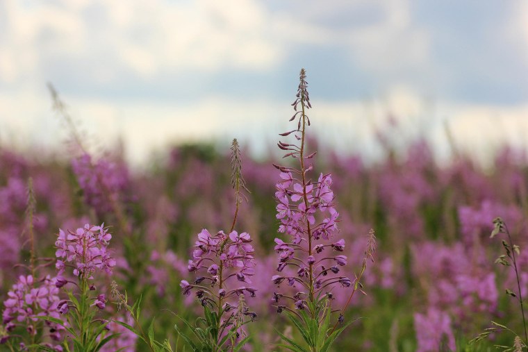 Канадский кипрей