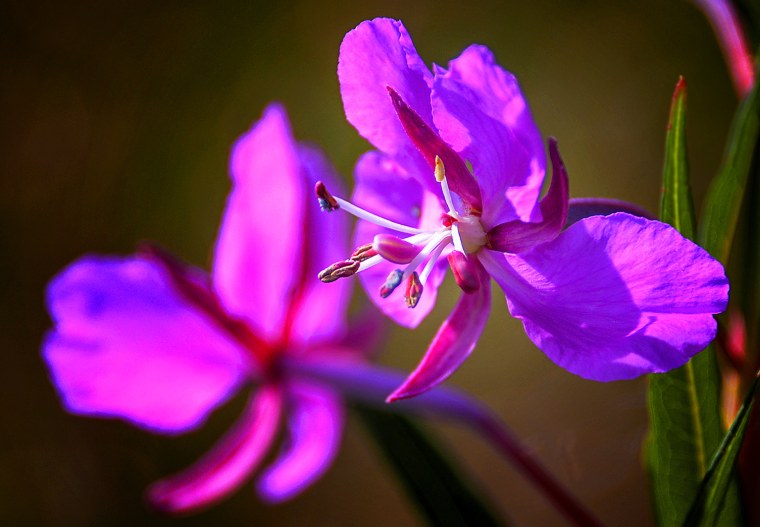 Растения Урала Иван чай