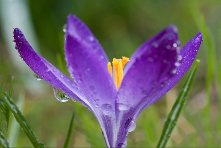 Луговые цветы кипрей