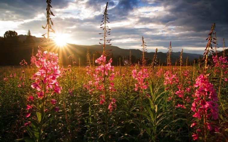Кипрей розовый