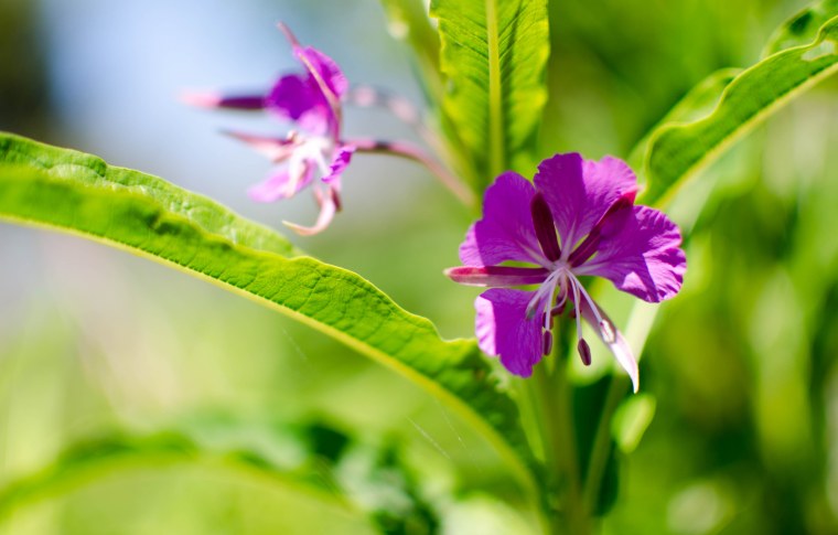 Цветы Карелии