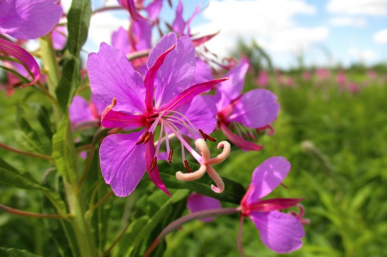 Кипрее ‘Stahl Rose