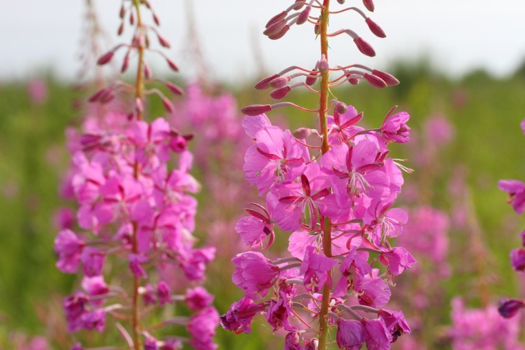 Макросъемка цветов