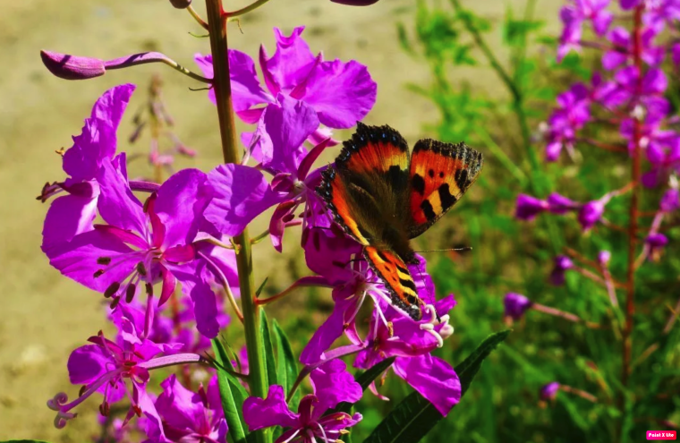 Розовый цветок благородный