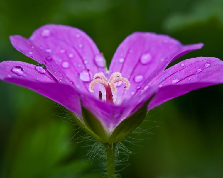 Краснеет осенью растение какое травка