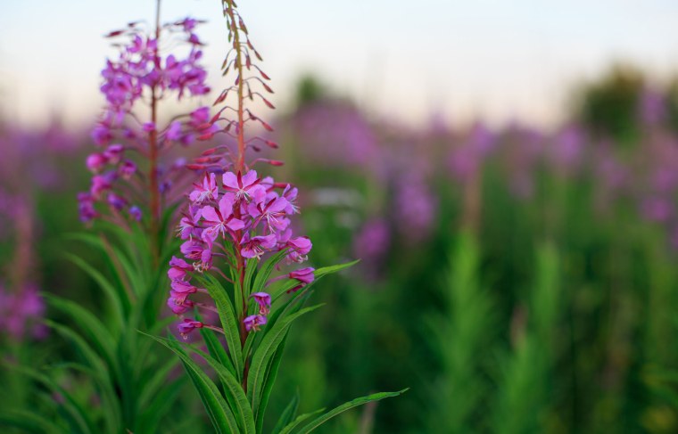 Птичка на цветке люпина