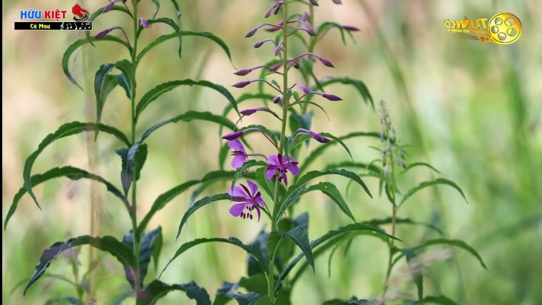 Насекомые опылители растений Шмель