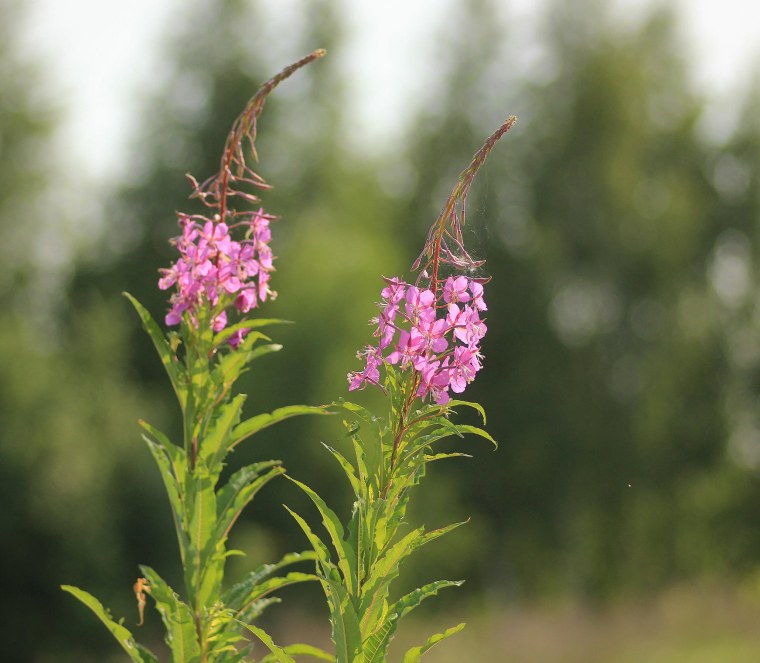 Цветы макро