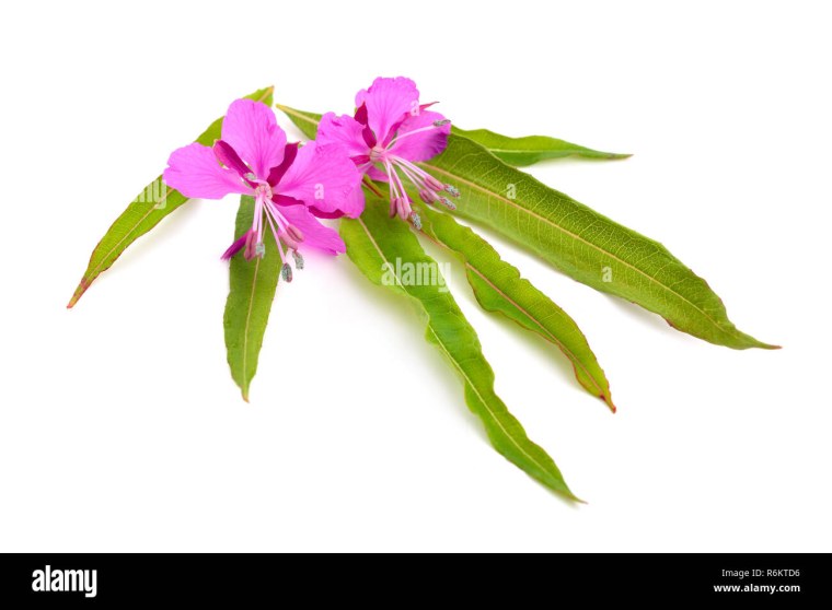 Нежные луговые цветы