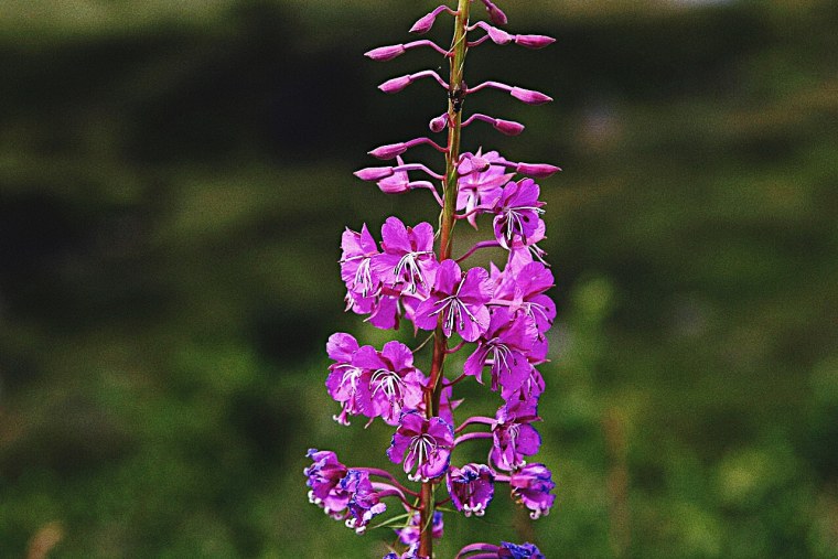 Кипрей узколистный