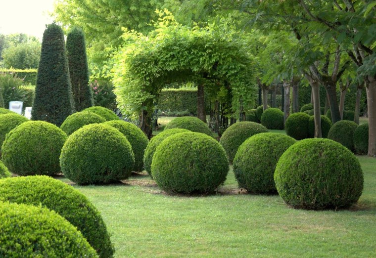 Самшит в ландшафтном