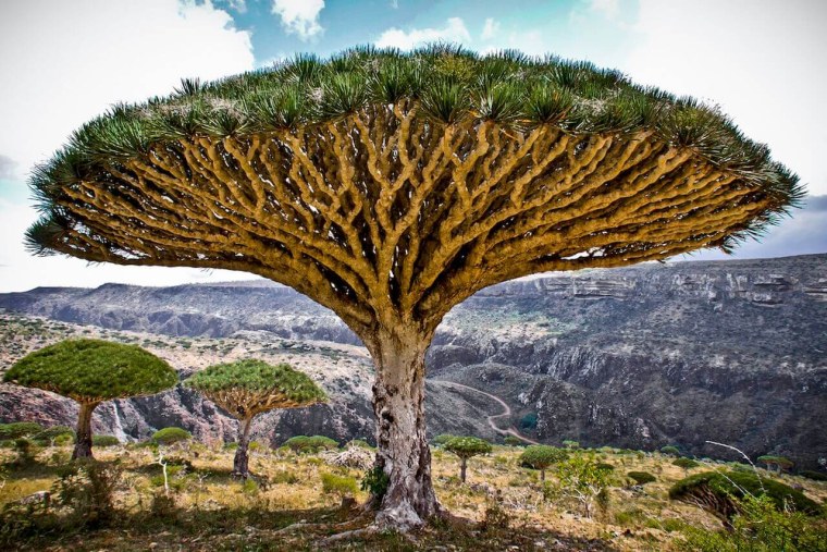 Драконовые деревья на острове Сокотра
