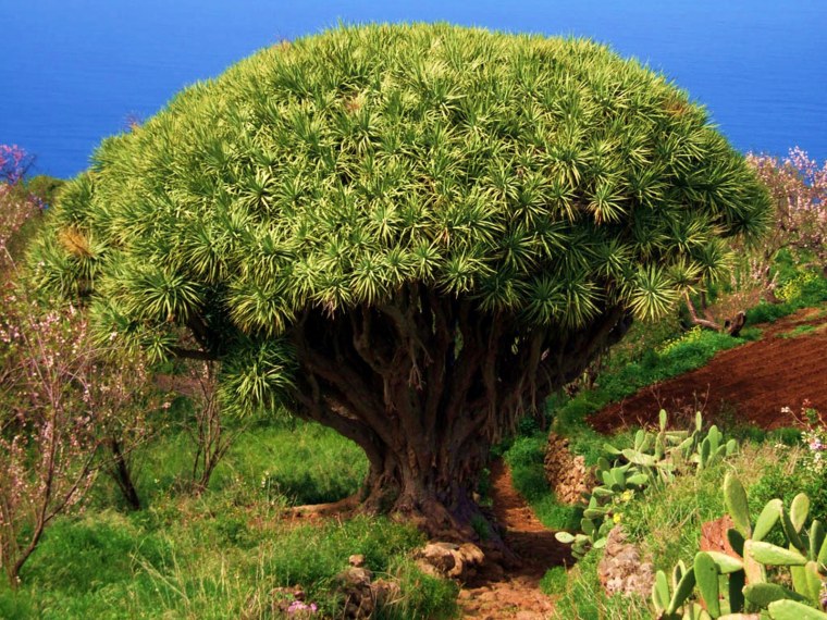 Липа Паллида ландшафт