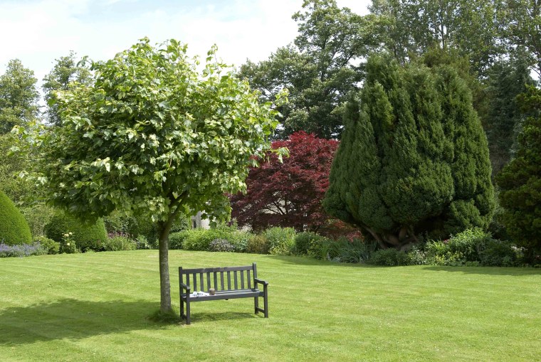 Джатовое дерево