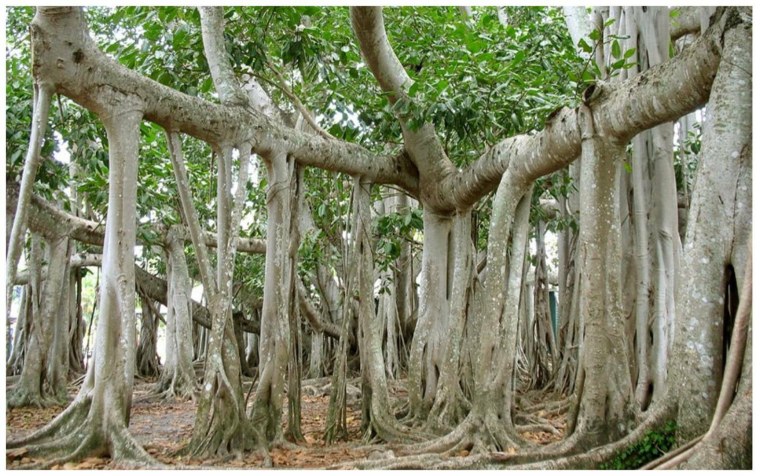 Фикус Баньян