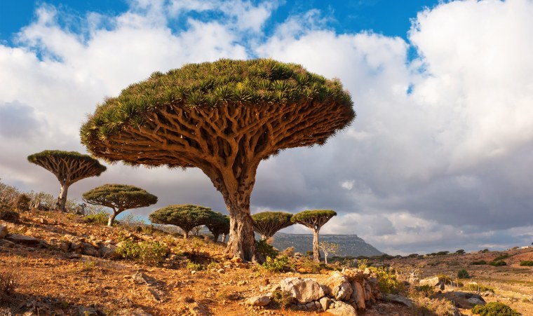 Драцена драконовое дерево