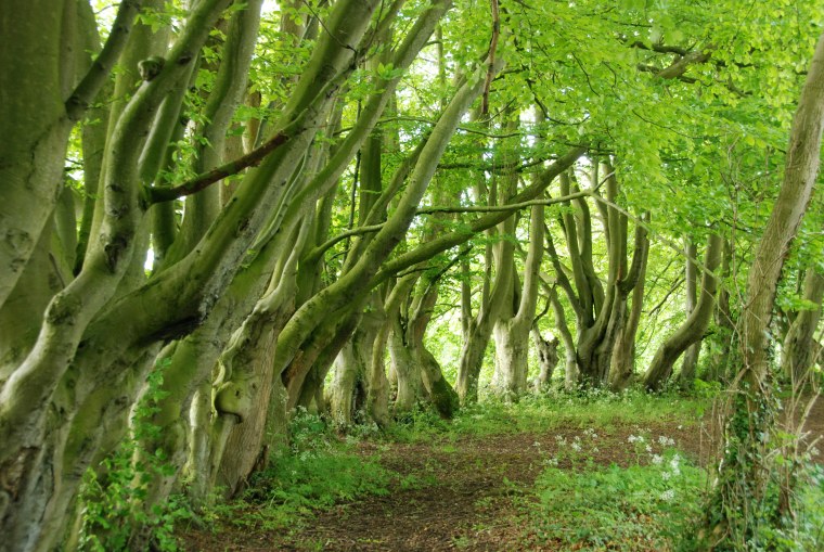Широколиственные вечнозеленые деревья