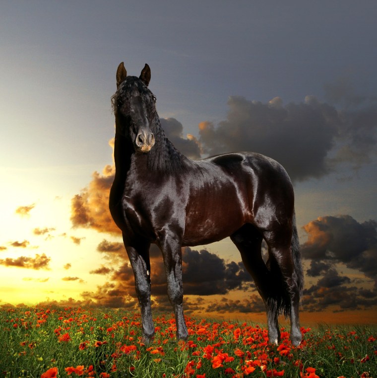 Мустанг отлар