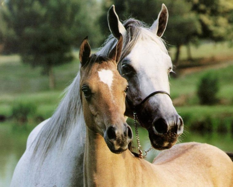 Животные лошади