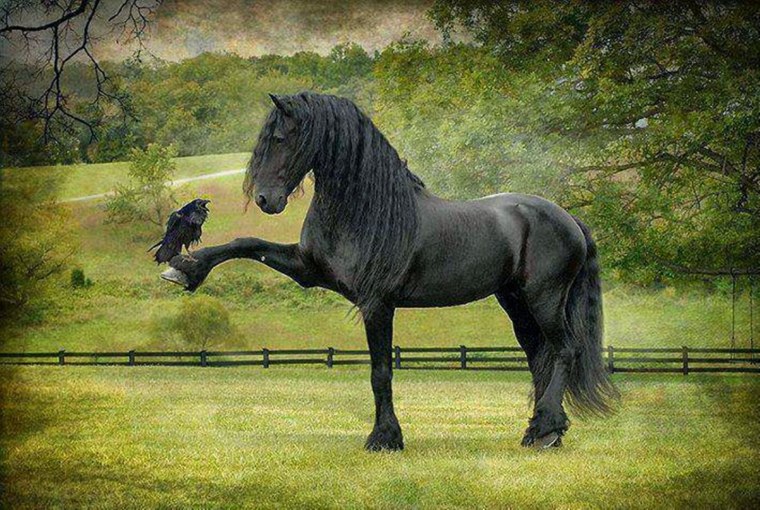 Фризская лошадь экстерьер