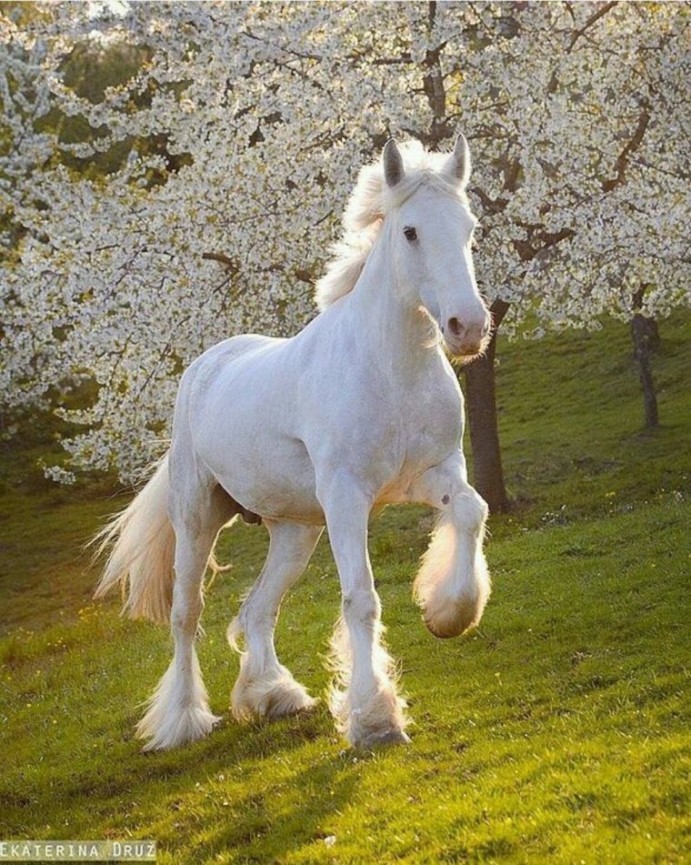 Шайр альбинос