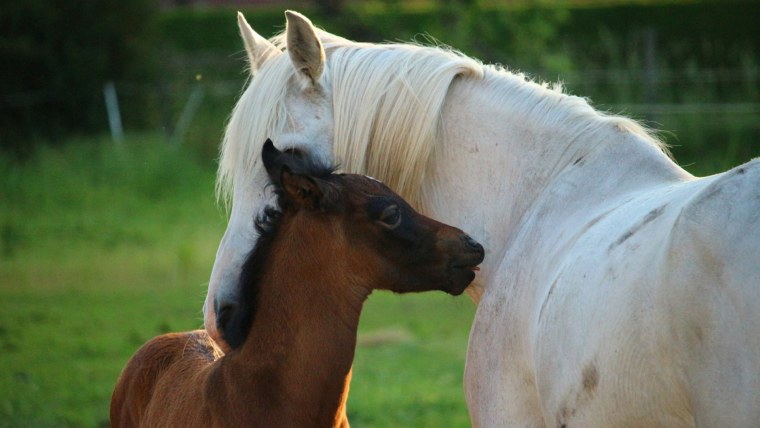 Жеребец и кобыла