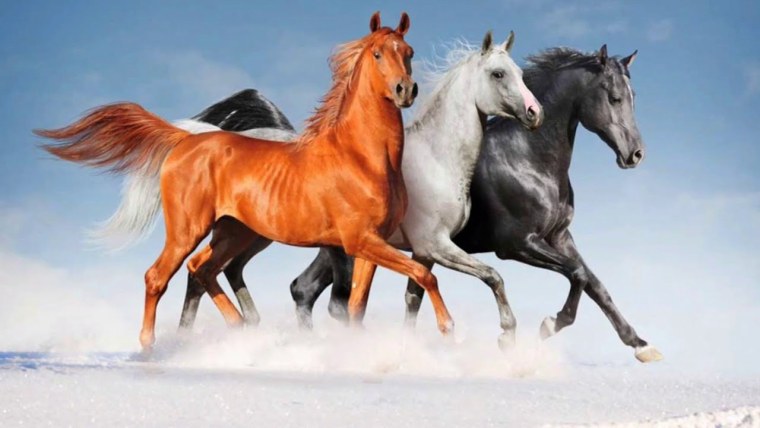 Красивый конь