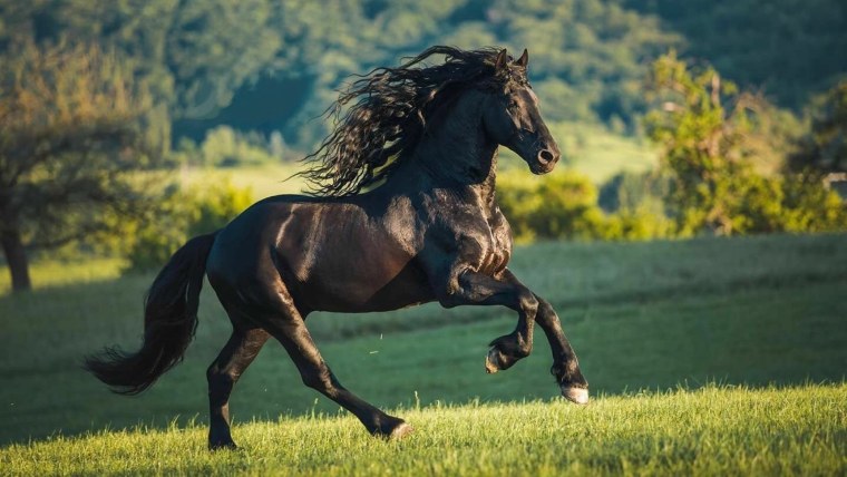 Цыганская Фризская лошадь