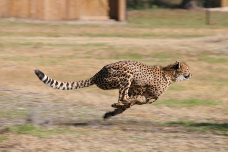 Гепард в беге