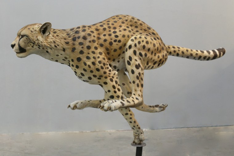 Пластичные животные