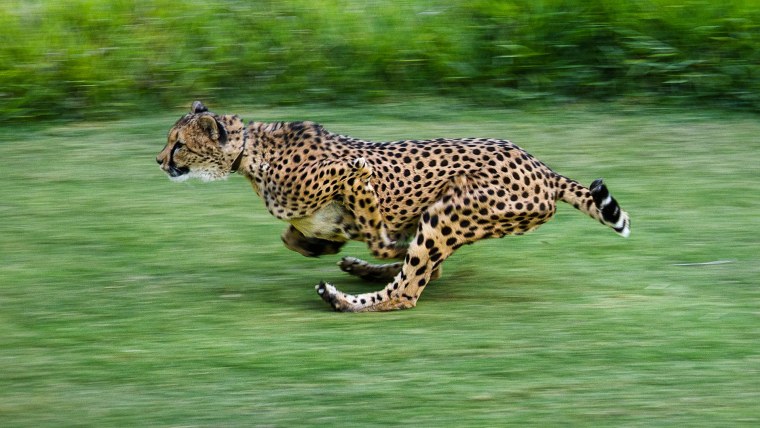 Гепард в беге