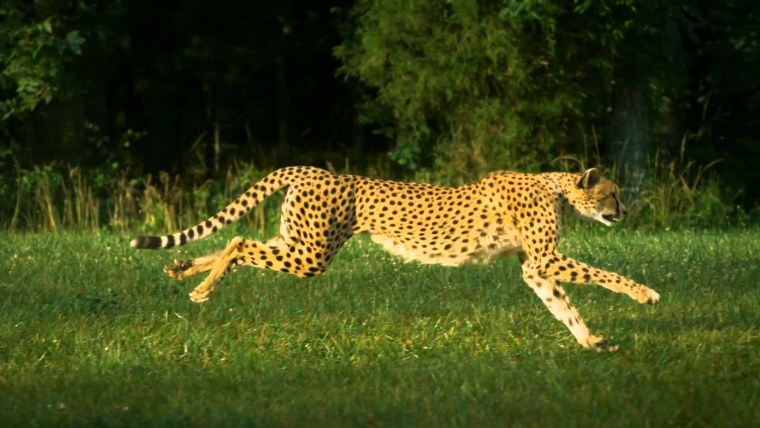 Гепард азиатский бежит