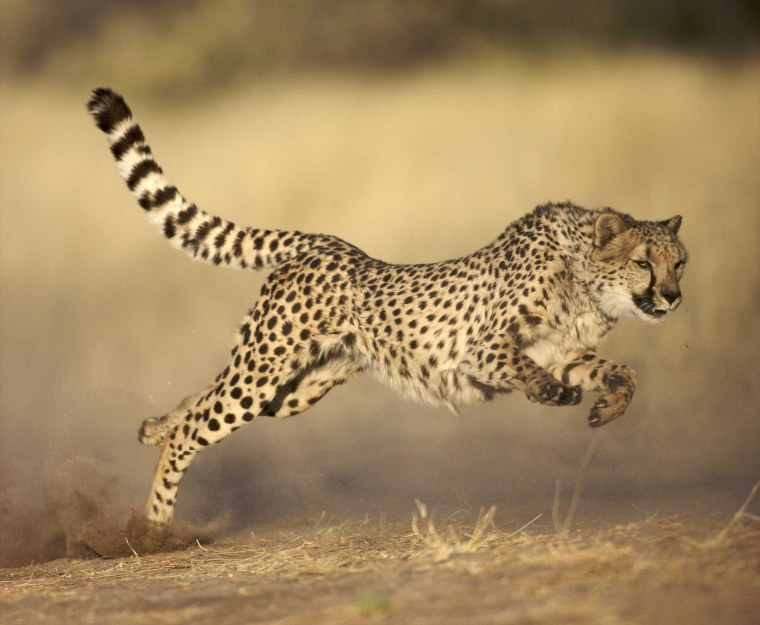Гепард бегает