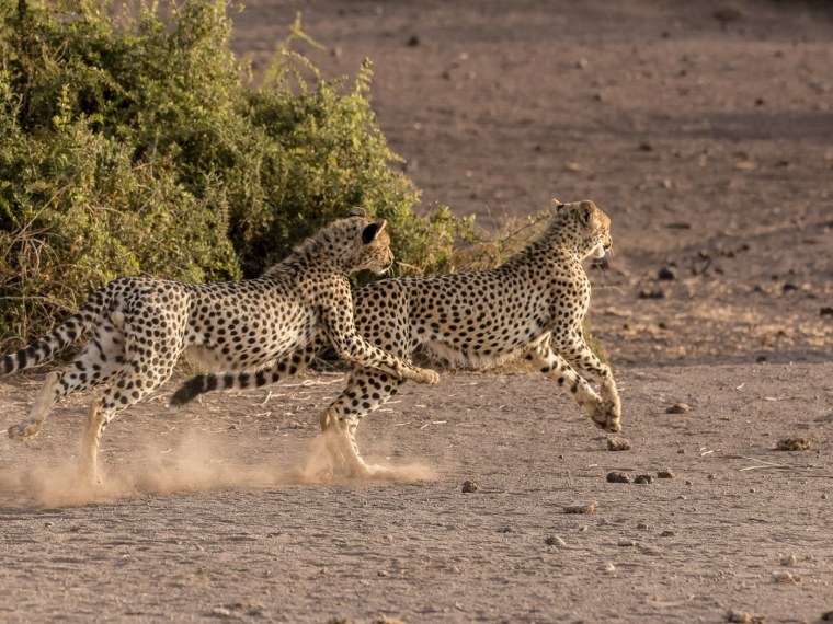 Саванна гепард бег