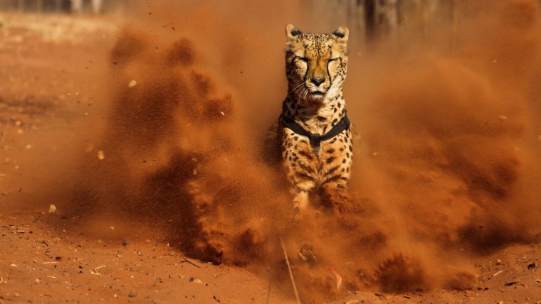 Гепард в беге