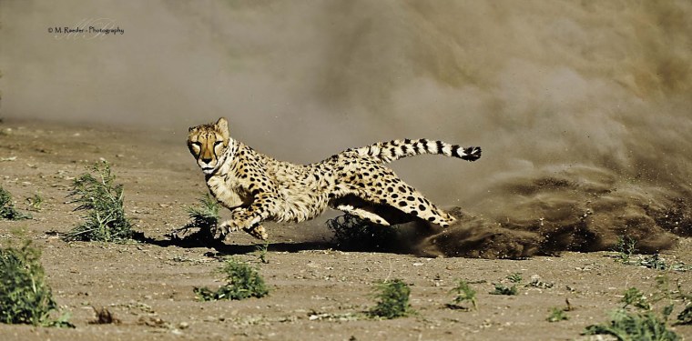 Макс скорость гепарда