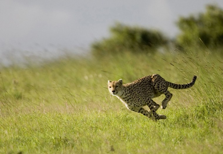 Гепард бежит