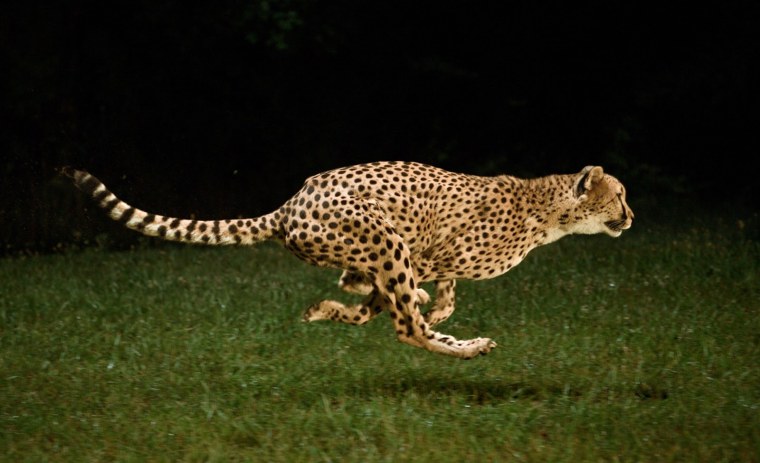 Гепард бежит