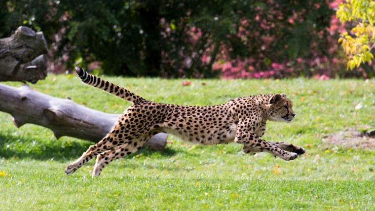 Гепард Бадхыз