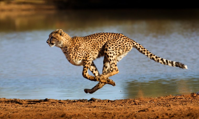 Гепард скорость