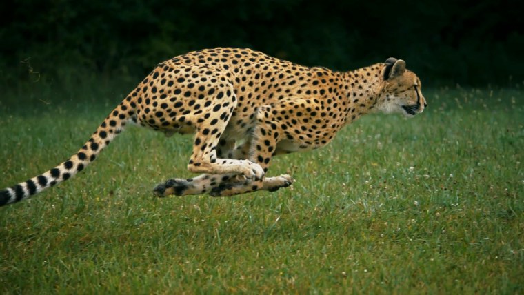Гепард бегает