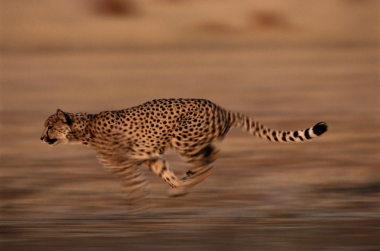 Сахарский гепард