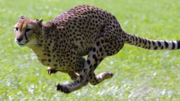 Гепард в беге