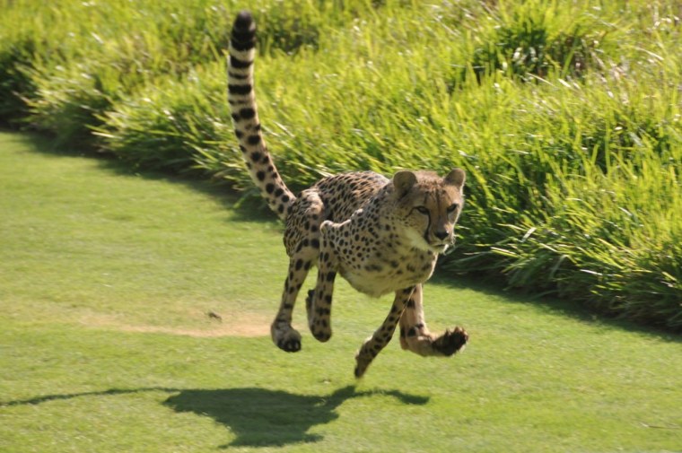Cheetah Running